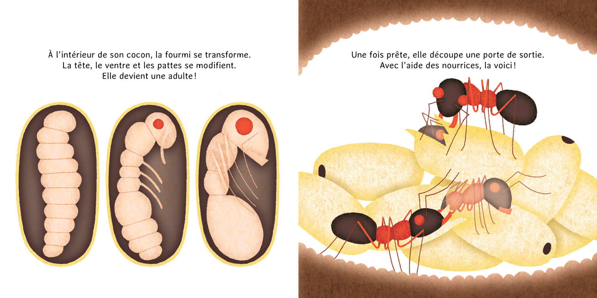 ATELIER NATURALISTE : De la fourmi à la fourmilière.