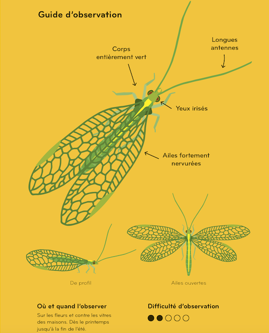 Les secrets des lucioles, les incroyables insectes lumineux des nuits d'été