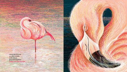 flamant rose