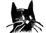 un chat la nuit