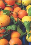 Des goûts et des couleurs : histoires de fruits et de légumes-Ianna Andréadis-Livre jeunesse